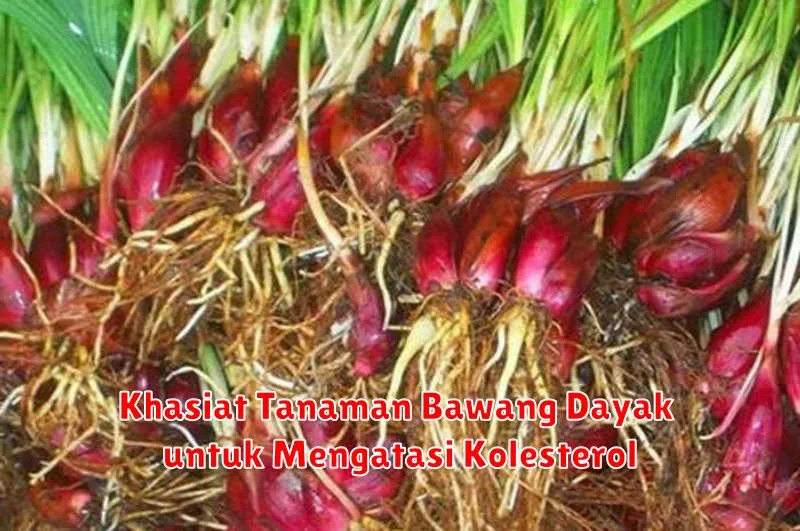 Khasiat Tanaman Bawang Dayak untuk Mengatasi Kolesterol