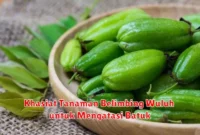 Khasiat Tanaman Belimbing Wuluh untuk Mengatasi Batuk