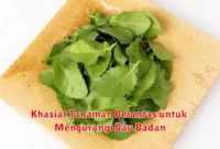 Khasiat Tanaman Beluntas untuk Mengurangi Bau Badan