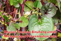 Khasiat Tanaman Binahong untuk Mempercepat Penyembuhan Luka