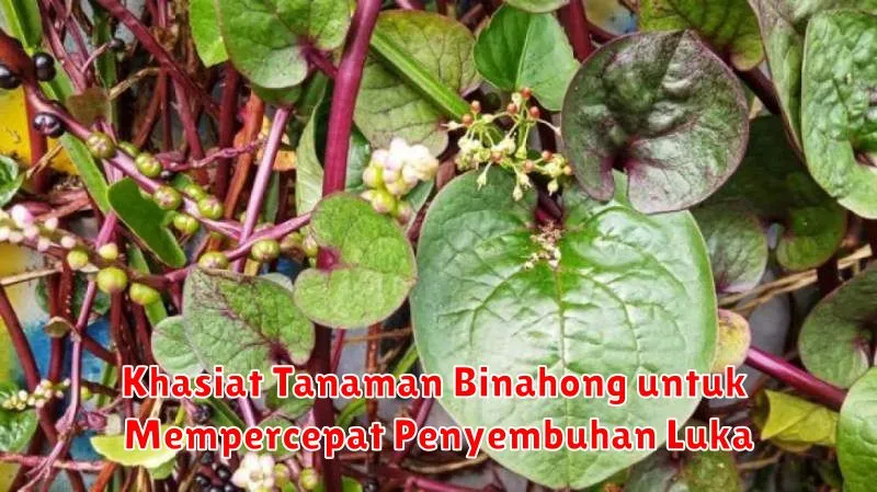 Khasiat Tanaman Binahong untuk Mempercepat Penyembuhan Luka