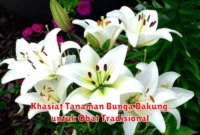 Khasiat Tanaman Bunga Bakung untuk Obat Tradisional