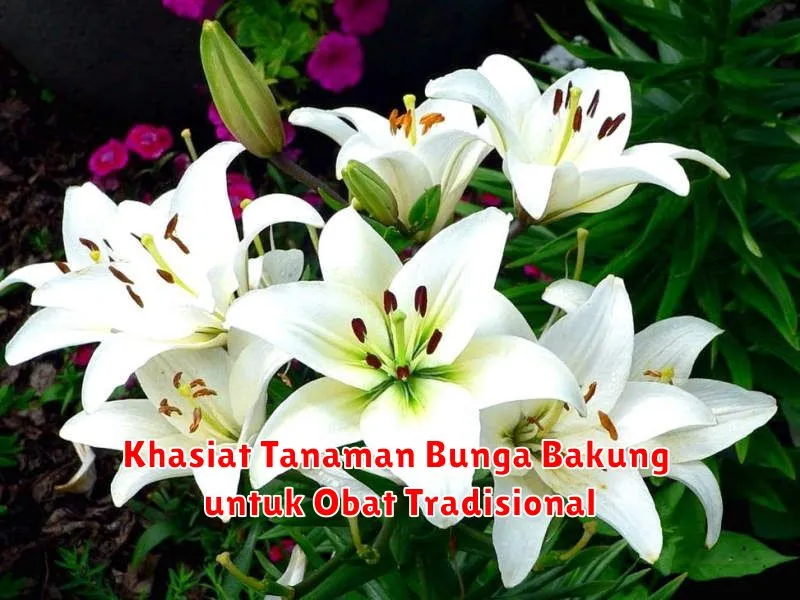 Khasiat Tanaman Bunga Bakung untuk Obat Tradisional