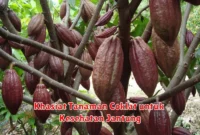 Khasiat Tanaman Coklat untuk Kesehatan Jantung