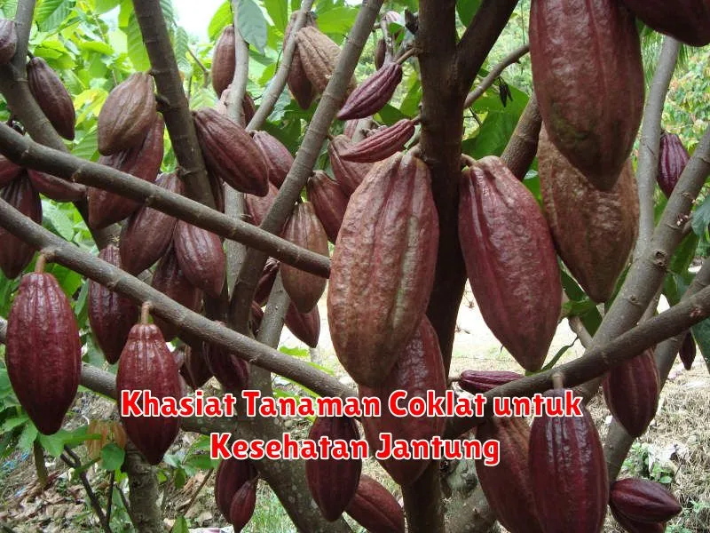 Khasiat Tanaman Coklat untuk Kesehatan Jantung