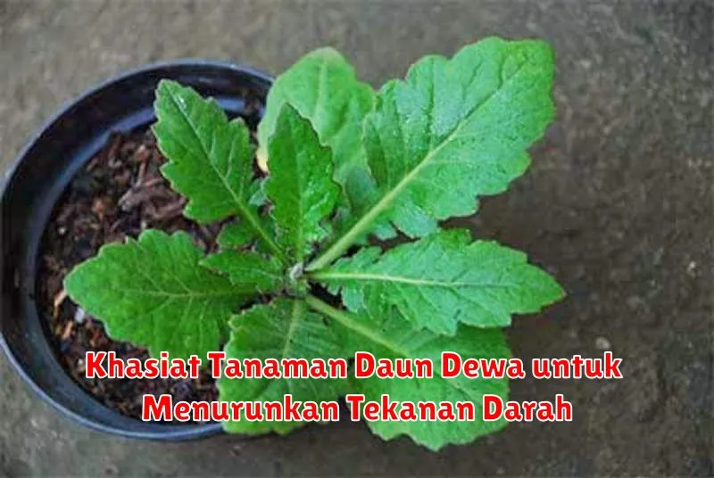 Khasiat Tanaman Daun Dewa untuk Menurunkan Tekanan Darah
