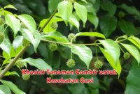 Khasiat Tanaman Gambir untuk Kesehatan Gusi