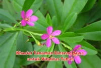 Khasiat Tanaman Ginseng Jawa untuk Vitalitas Tubuh