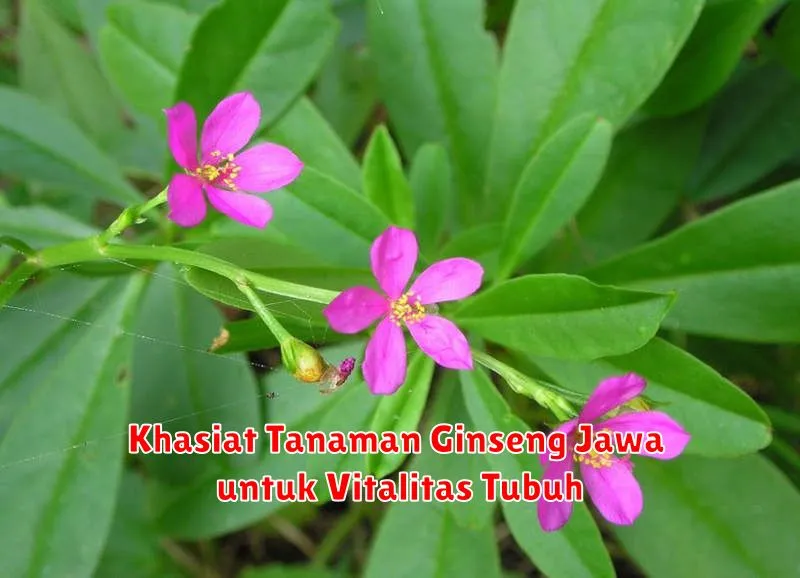 Khasiat Tanaman Ginseng Jawa untuk Vitalitas Tubuh