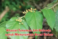 Khasiat Tanaman Jati Belanda untuk Menurunkan Berat Badan