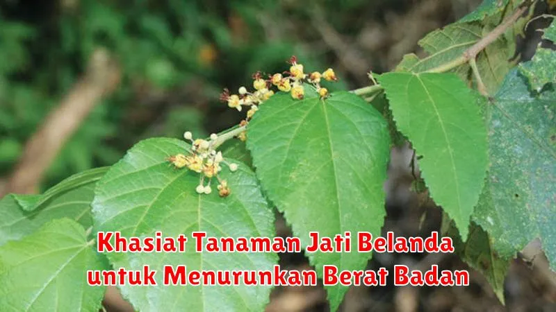Khasiat Tanaman Jati Belanda untuk Menurunkan Berat Badan