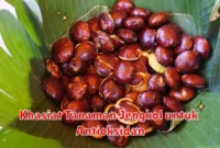 Khasiat Tanaman Jengkol untuk Antioksidan