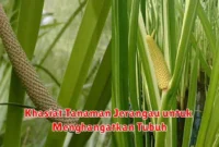 Khasiat Tanaman Jerangau untuk Menghangatkan Tubuh