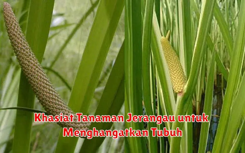 Khasiat Tanaman Jerangau untuk Menghangatkan Tubuh