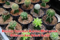 Khasiat Tanaman Kaktus Mini untuk Dekorasi dan Udara Sehat