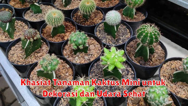 Khasiat Tanaman Kaktus Mini untuk Dekorasi dan Udara Sehat