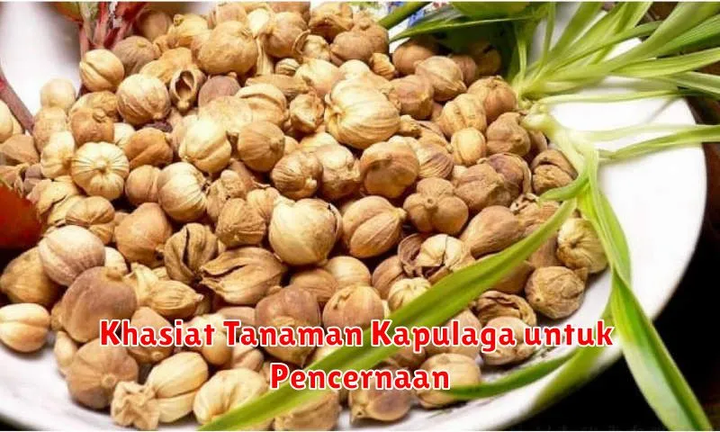 Khasiat Tanaman Kapulaga untuk Pencernaan