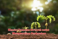 Khasiat Tanaman Kirinyuh untuk Menghentikan Perdarahan
