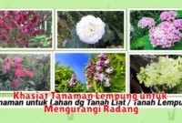 Khasiat Tanaman Lempung untuk Mengurangi Radang