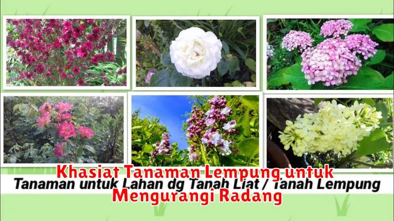 Khasiat Tanaman Lempung untuk Mengurangi Radang