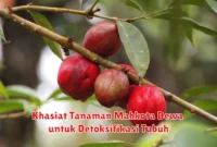 Khasiat Tanaman Mahkota Dewa untuk Detoksifikasi Tubuh