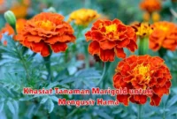 Khasiat Tanaman Marigold untuk Mengusir Hama