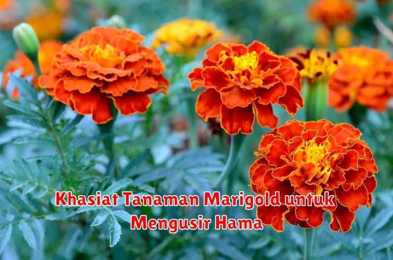 Khasiat Tanaman Marigold untuk Mengusir Hama