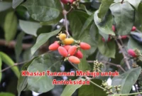 Khasiat Tanaman Melinjo untuk Antioksidan