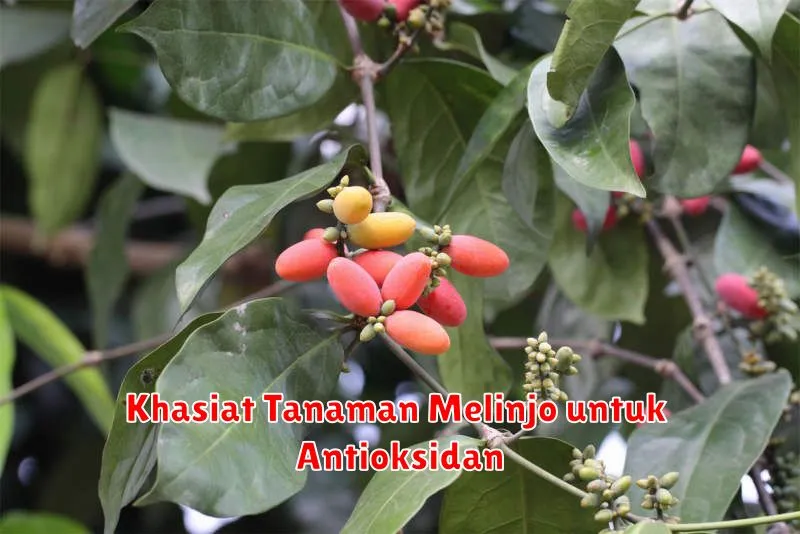 Khasiat Tanaman Melinjo untuk Antioksidan