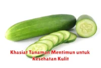 Khasiat Tanaman Mentimun untuk Kesehatan Kulit
