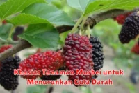 Khasiat Tanaman Murbei untuk Menurunkan Gula Darah