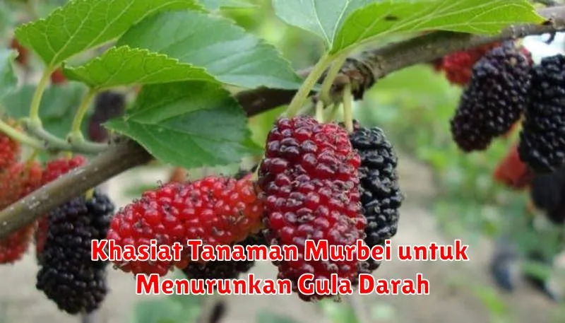 Khasiat Tanaman Murbei untuk Menurunkan Gula Darah
