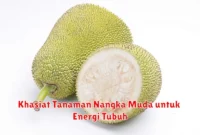Khasiat Tanaman Nangka Muda untuk Energi Tubuh