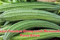 Khasiat Tanaman Oyong untuk Menurunkan Panas Dalam