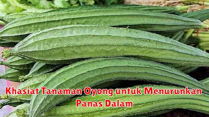 Khasiat Tanaman Oyong untuk Menurunkan Panas Dalam