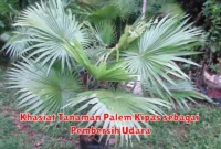 Khasiat Tanaman Palem Kipas sebagai Pembersih Udara