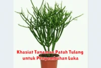 Khasiat Tanaman Patah Tulang untuk Penyembuhan Luka