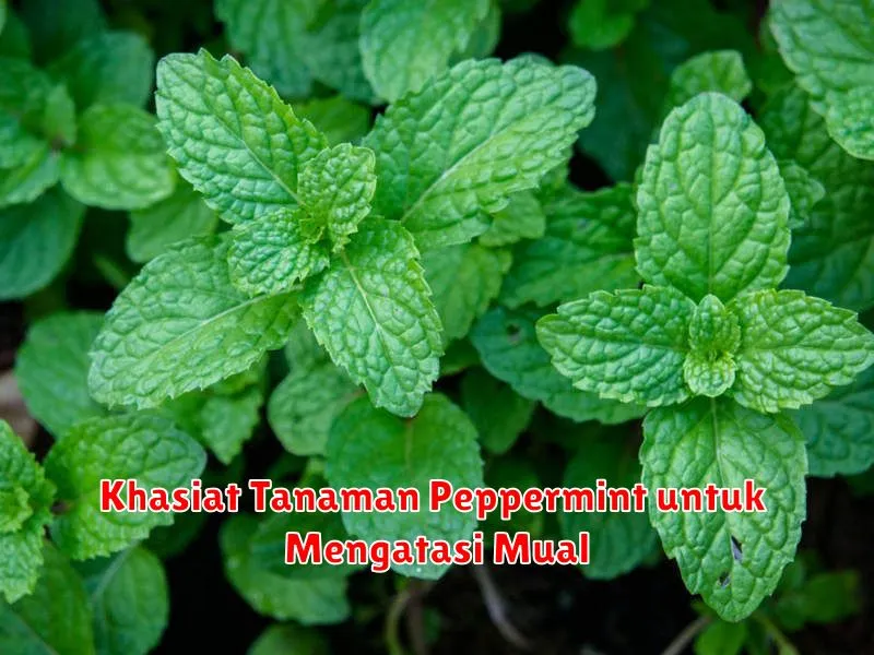 Khasiat Tanaman Peppermint untuk Mengatasi Mual