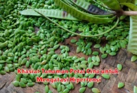 Khasiat Tanaman Petai Cina untuk Mengatasi Hipertensi