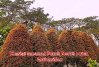 Khasiat Tanaman Pucuk Merah untuk Antioksidan