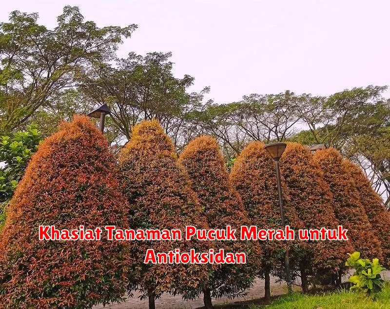 Khasiat Tanaman Pucuk Merah untuk Antioksidan