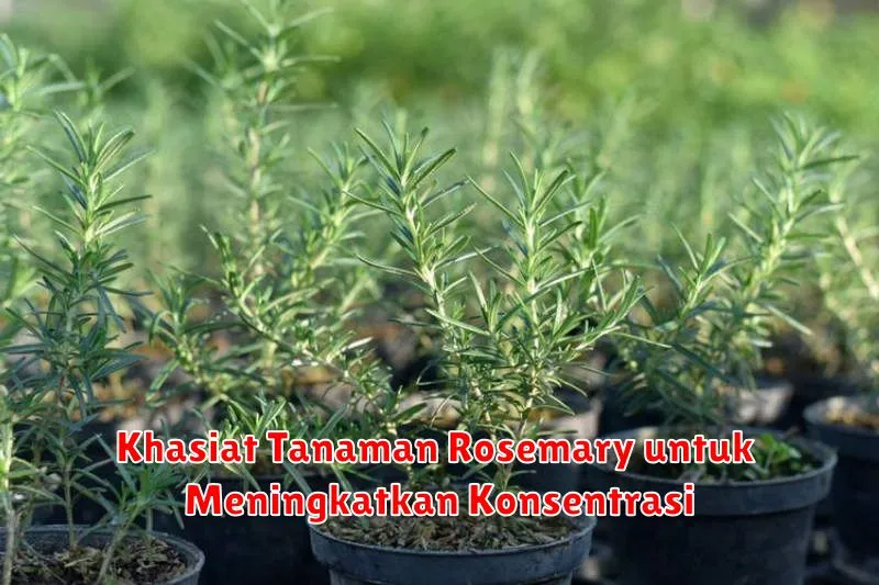 Khasiat Tanaman Rosemary untuk Meningkatkan Konsentrasi