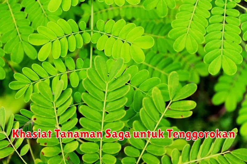 Khasiat Tanaman Saga untuk Tenggorokan