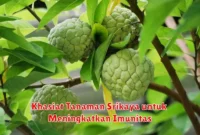 Khasiat Tanaman Srikaya untuk Meningkatkan Imunitas