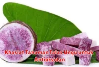 Khasiat Tanaman Talas Ungu untuk Antioksidan