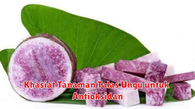 Khasiat Tanaman Talas Ungu untuk Antioksidan