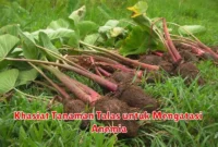 Khasiat Tanaman Talas untuk Mengatasi Anemia