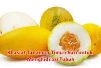 Khasiat Tanaman Timun Suri untuk Menghidrasi Tubuh