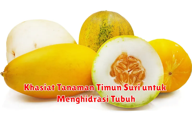 Khasiat Tanaman Timun Suri untuk Menghidrasi Tubuh
