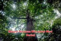 Khasiat Tanaman Ulin untuk Obat Herbal